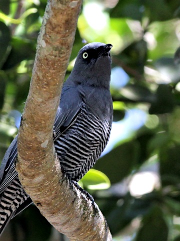 Barred Cuckoo-shrike (Coracina lineata)